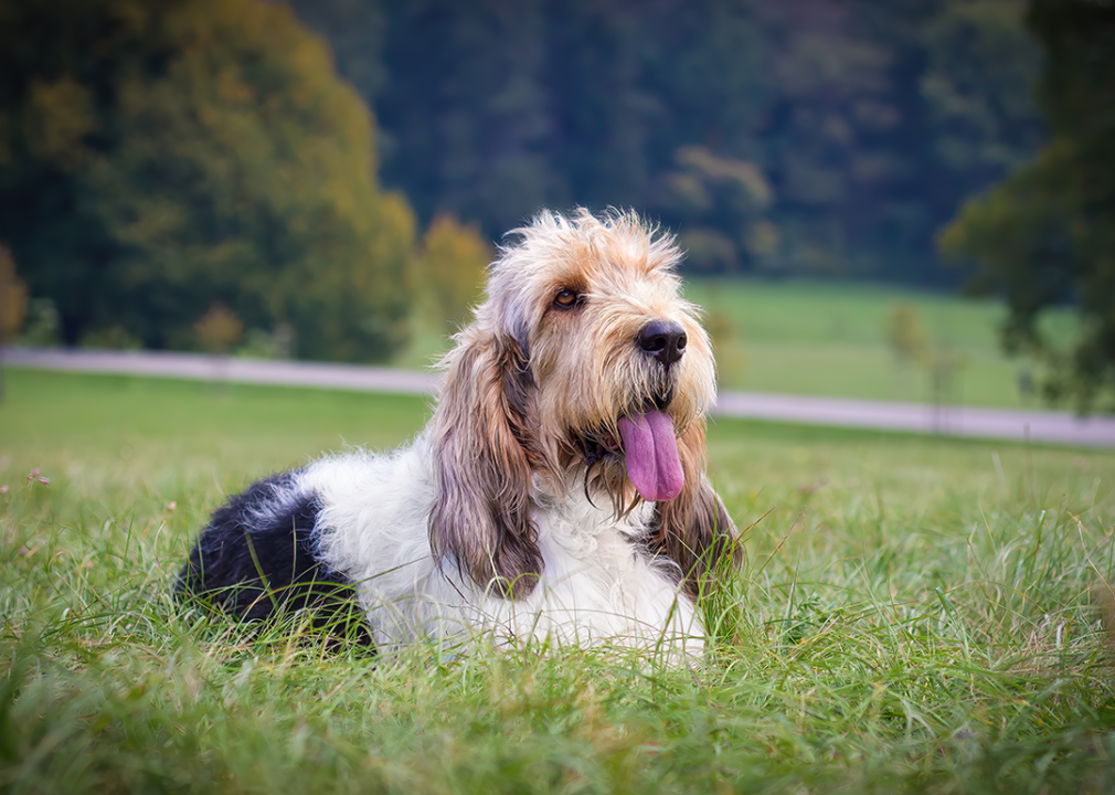 #3. Grand Basset Griffon Vendeen